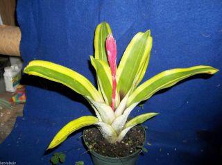 Bromeliads R US Billbergia Straita Pyramadalis CV Mature Plant Buy Now 