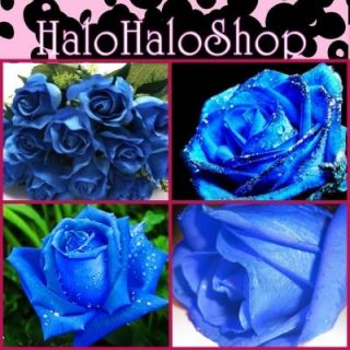    30FREE Blue Roses Rose Prosperity Family Rosaceae Flower Seeds B3004