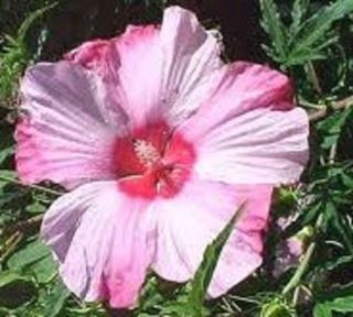 Blue River Pure White Hibiscus 10 seeds  after 1st 