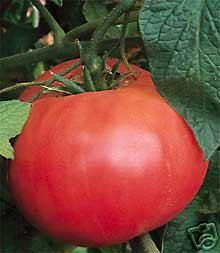 this item is 4 live plants of brandywine tomato 85 days dating to 1885