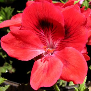   ★regal Martha Washington Coral Red Pansy Flower★beauty