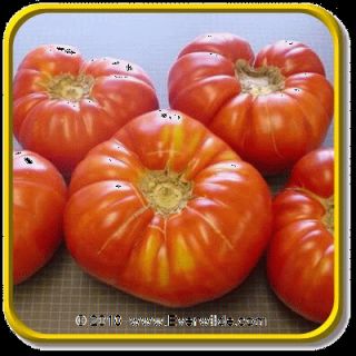   with great flavor brandywine red tomatoes usually weigh over a