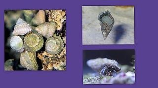 25 PACK   Snails and Hermit Cleaners   Saltwater Aquarium   Tank/Reef 