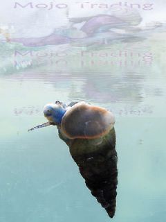   Live Malaysian Trumpet Snails Aquarium Algae Eaters + Free Java Moss