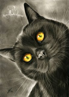 Gatto Black Cat Katze Kitten Kitty Chat Gato Feline Kater Kätzchen 