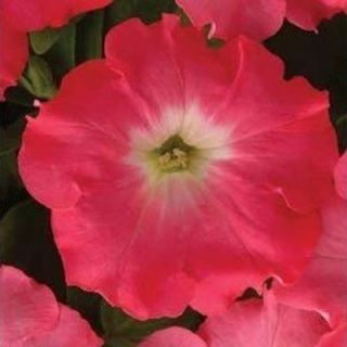 Annuals Bright CANDY RED Morning Glory   20 Flower Seeds F007
