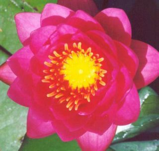 James Brydon Hot Pink Hardy Water Lily Shade Tolerant