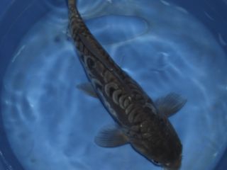 10 Doitsu Kumonryu Standard Short Fin Live Koi Fish Pond Koiz R US 
