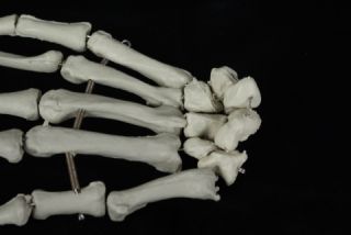 Bucky Skeleton Hands Life Size Halloween Prop New