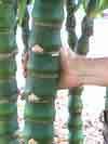 dwarf buddha belly bamboo bambusa vulgaris wamin can grow 12 15 feet 