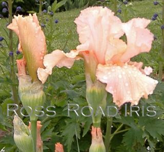 Tall Bearded Iris Buisson de Roses A Personal Favorite
