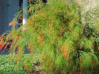 Firecracker Bush Red Russelia Equisetiformis Plant 3 Pot