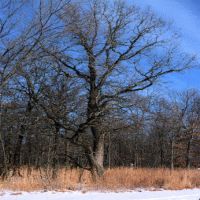  Burr Oak Tree Seeds Quercus Macrocarpa