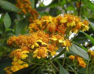   Internet Source RARE Guatemalan Sunflower Bush Squamopappus