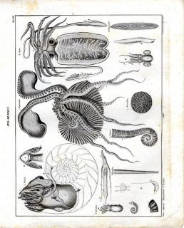 1843 Oken Lithograph Folio Nautilus Cuttlefish Calmar