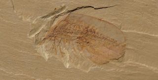   Misszhouia Chengjiang Soft Trilobite Early Cambrian 120328ZGNF