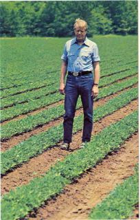 Jimmy Carter Standing in Peanut Fields C 1978 Postcard