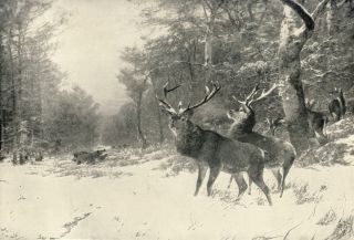   Antique KRONER Hunting Sporting Print Winter Snow Deer Stag Wild Boar