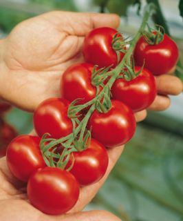 Tomato Seeds Large Lot Campari 2000 Ready for Planting
