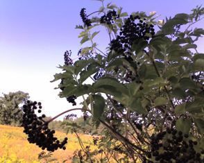 Black Elderberry Sambucus canadensis 6 12 Seedling