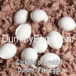 Plastic Bird Eggs Stop Breeding Dummy Egg Fake Egg Cockatiel Finch 