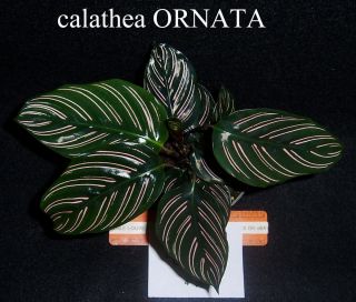 Calathea Ornata Prayer Plant Live Plant 4 inch Pot
