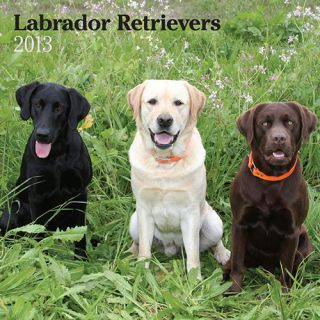 Labrador Retrievers 2013 Wall Calendar