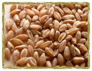    Whole Grain Red Wheat Long Term Storable Survival Camping Food Snack