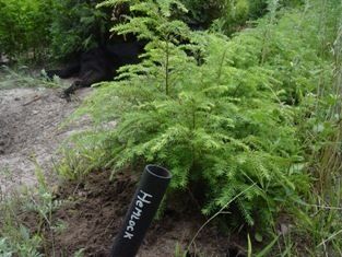 Canadian Hemlock Tree Tsuga canadensis 12 18 Lot of 4