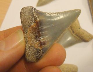 IDD Fossils Great White Shark Tooth Fossil 2 inch Peru