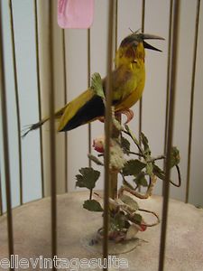 Vintage music box German singing canary Embossed brass birdcage 