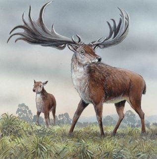   Coin Giant Deer Megaloceros Giganteus Large Horns Caribou