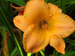 beautiful cantaloupe colored evergreen diploid daylilies are most 