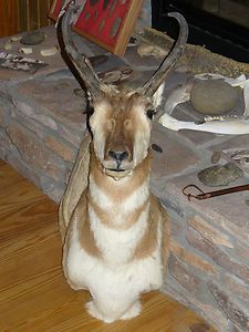 Beautifully Colored Taxidermy Mounted Gazelle Head