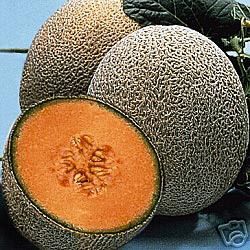 this is a package of hale s best cantaloupe with 50 seeds true