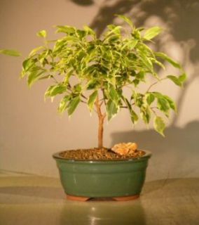 Ficus Bonsai Tree Small Variegated 5 Years Old 9 Tall