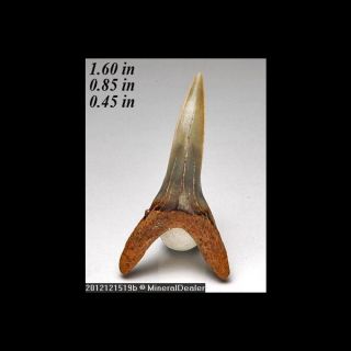 fossil shark tooth sand tiger shark carcharias taurus location florida 