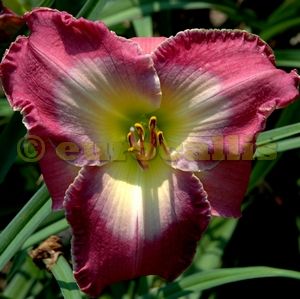 Carolines Charm DF B3H Santa Lucia 2007 DAYLILY