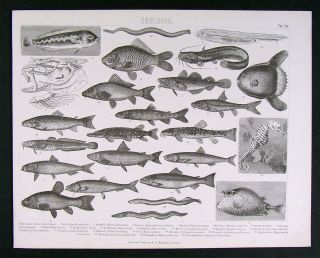 1874 Brockhaus Fish Print   Carp Sun Puffer Eel