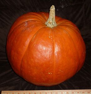 15 Giant Smooth Orange Sweet Pie Carving Pumpkin Seeds 20 35 lbs 1 2 