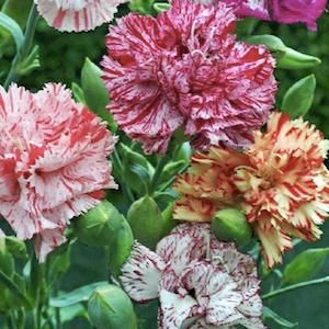 Carnation Seed Dianthus Caryophyllus Flowers Mixed Colors RARE House 