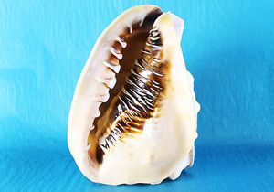 Cassis madagascariensis spinella helmet shell seashell 228mm