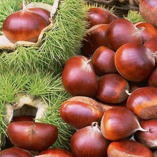Anatolian Chestnut Tree Castanea Sativa Fresh 10 Seeds