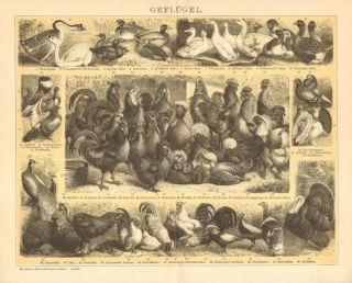 1904 Roosters Chickens Galliformes Geese Doves Pigeons Antique 