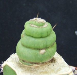 Eulychnia Castanea Spiralis RARE 1 8cm Collectors Cactus