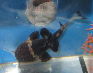 Live Bumblebee Catfish 2 for Freshwater Aquarium Fish