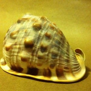 Cassis Madagascariensis Helmet Shell Seashell 152mm