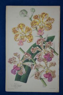 Vanda Hand Colored Botanical James Andrews Floral Magazine 1860
