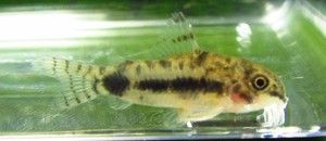 Dwarf Habrosus Corydoras Cory Catfish Live Freshwater Aquarium Fish 