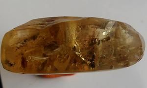 Rare Fossil Juvenile CHAMELEON Lizard Reptile Ancient Copal Amber 
